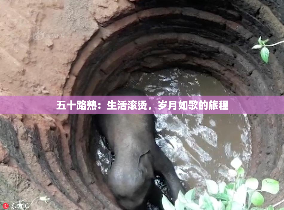 五十路熟：生活滚烫，岁月如歌的旅程