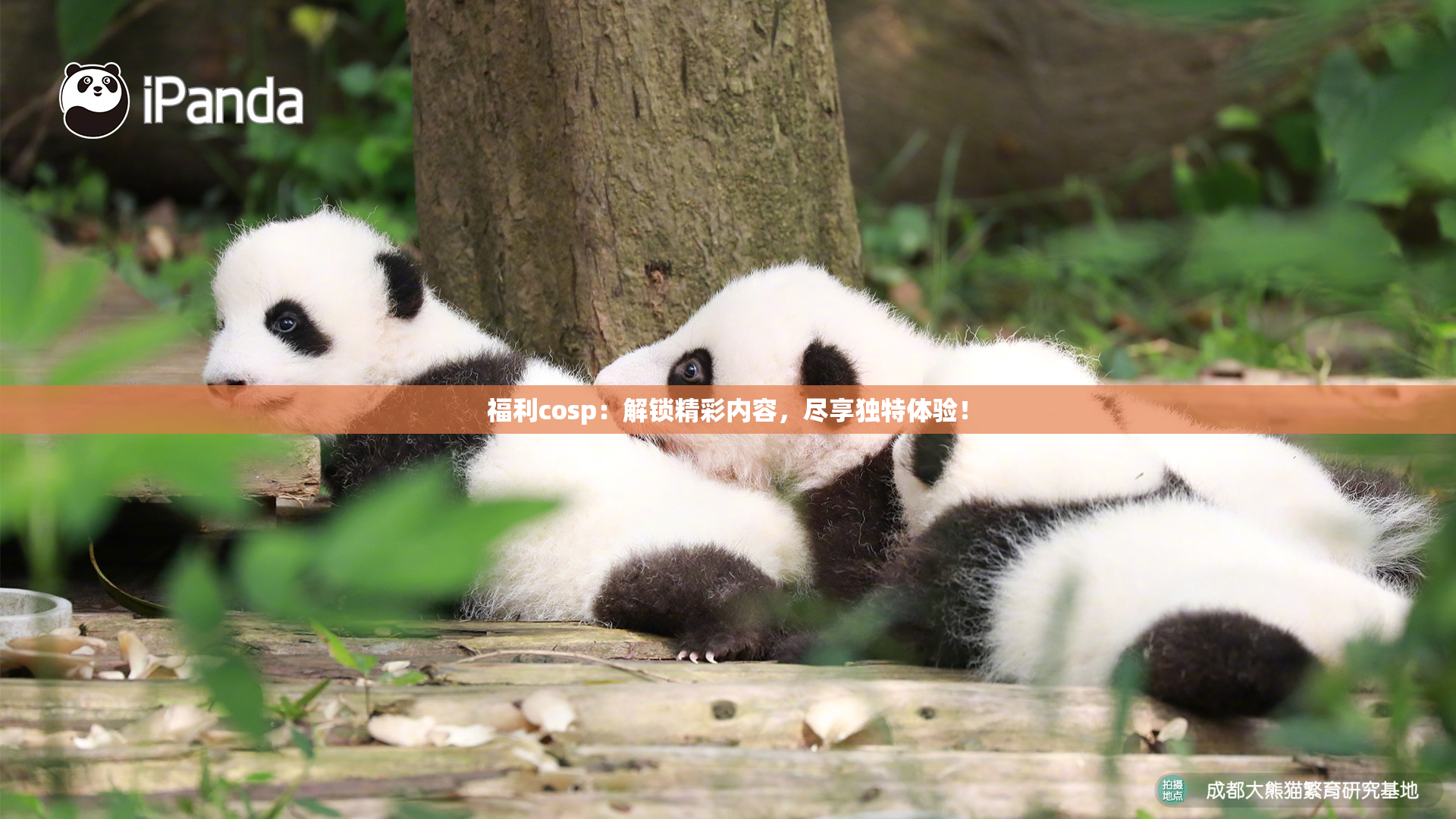 福利cosp：解锁精彩内容，尽享独特体验！