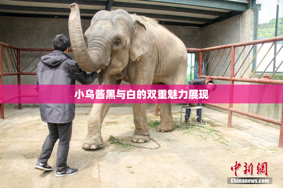 小乌酱黑与白的双重魅力展现