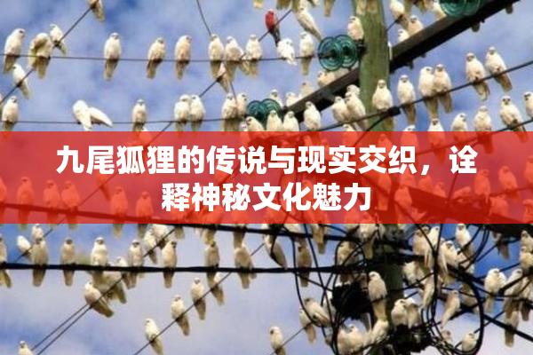 九尾狐狸的传说与现实交织，诠释神秘文化魅力