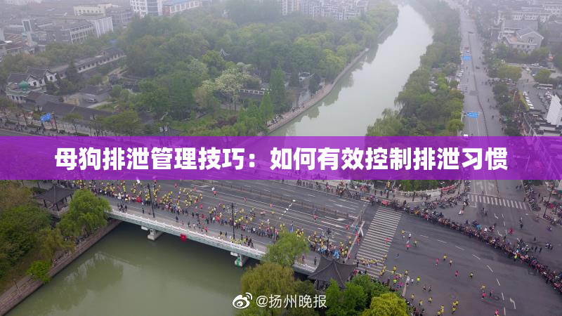 母狗排泄管理技巧：如何有效控制排泄习惯