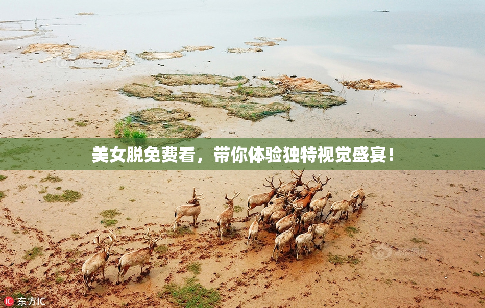 美女脱免费看，带你体验独特视觉盛宴！