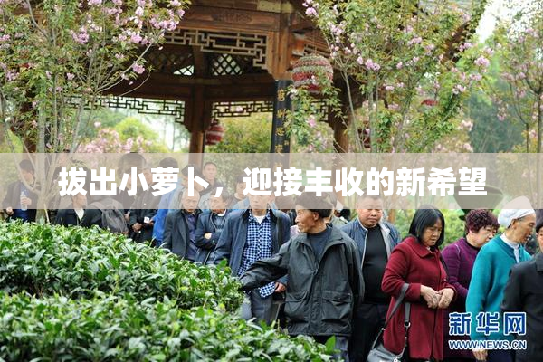 拔出小萝卜，迎接丰收的新希望