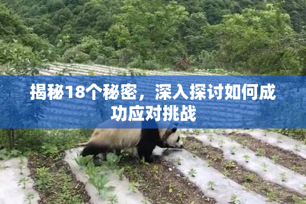 揭秘18个秘密，深入探讨如何成功应对挑战