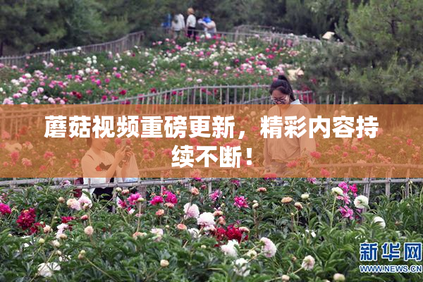 蘑菇视频重磅更新，精彩内容持续不断！