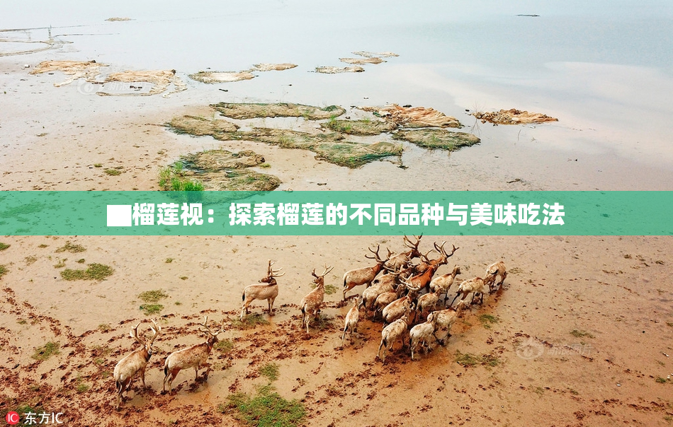 ▇榴莲视：探索榴莲的不同品种与美味吃法