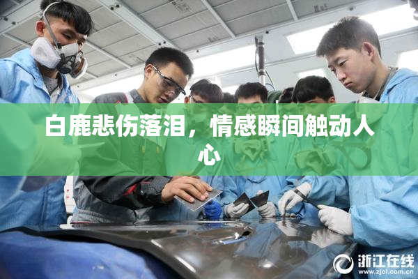 白鹿悲伤落泪，情感瞬间触动人心