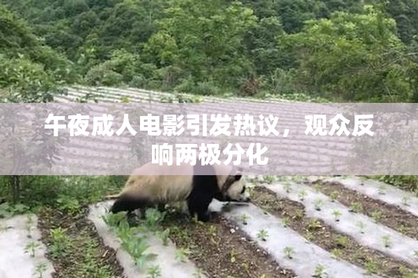 午夜成人电影引发热议，观众反响两极分化