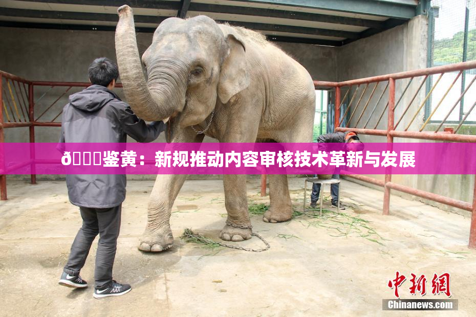 🔞鉴黄：新规推动内容审核技术革新与发展
