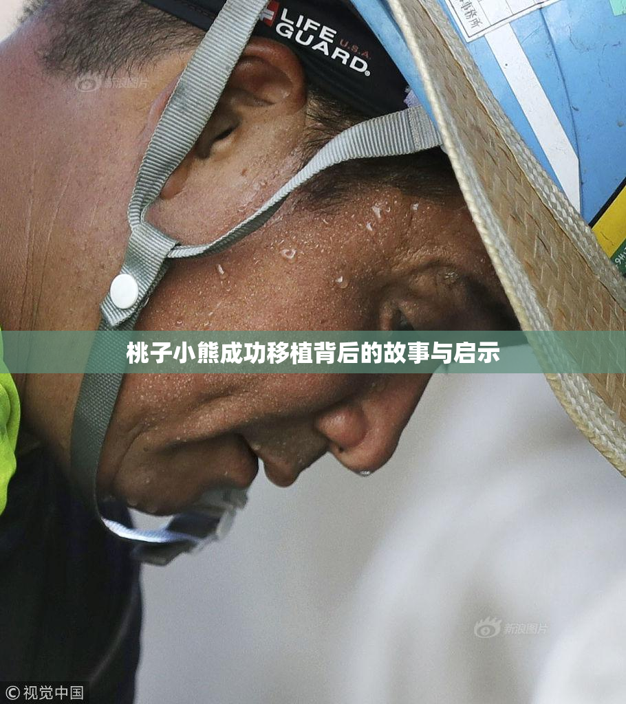 桃子小熊成功移植背后的故事与启示