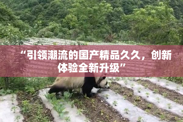 “引领潮流的国产精品久久，创新体验全新升级”