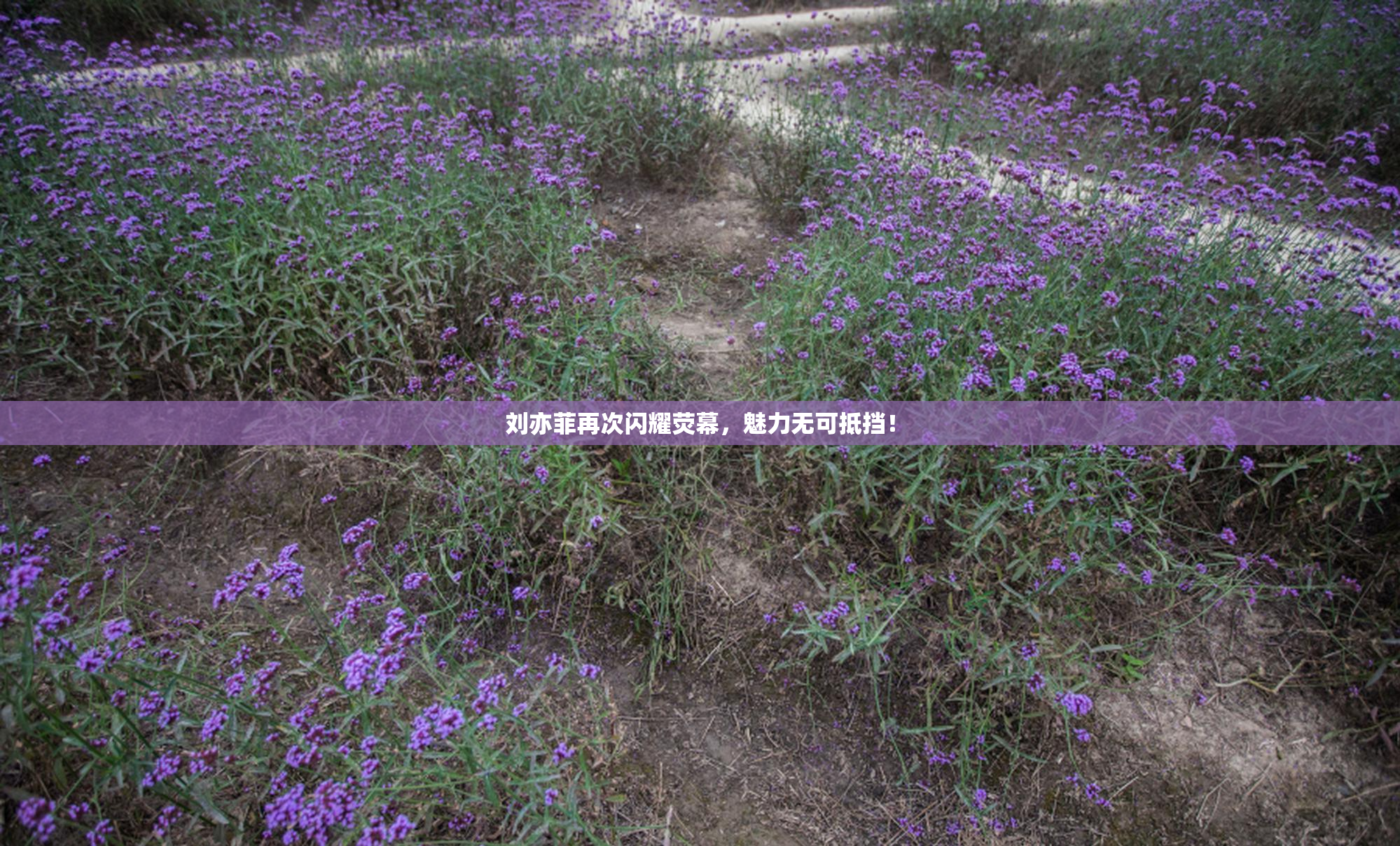 刘亦菲再次闪耀荧幕，魅力无可抵挡！