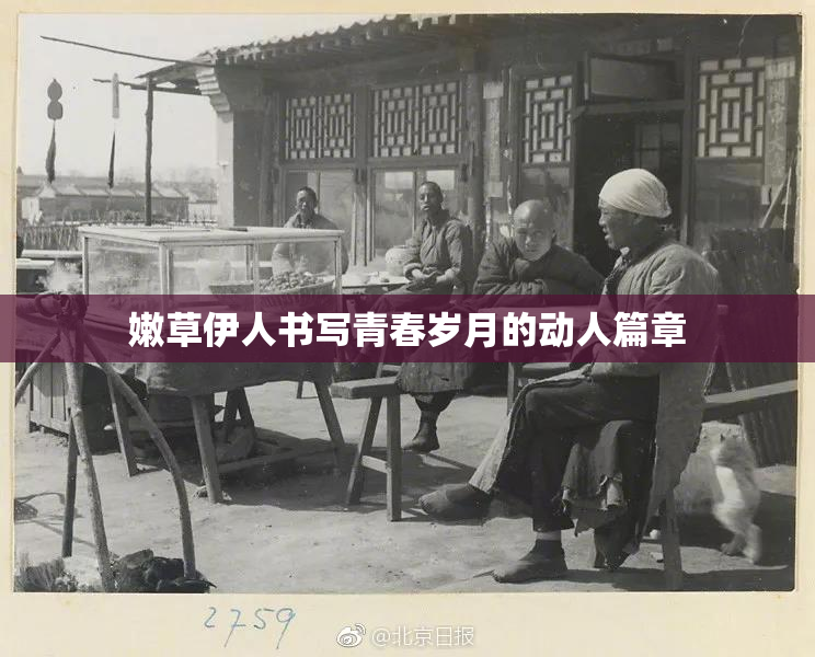 嫩草伊人书写青春岁月的动人篇章