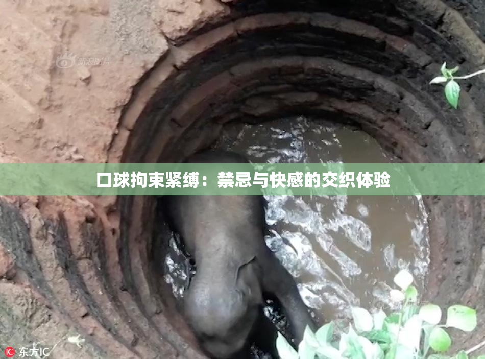 口球拘束紧缚：禁忌与快感的交织体验