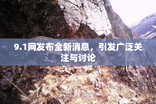 9.1网发布全新消息，引发广泛关注与讨论