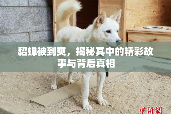 貂蝉被到爽，揭秘其中的精彩故事与背后真相