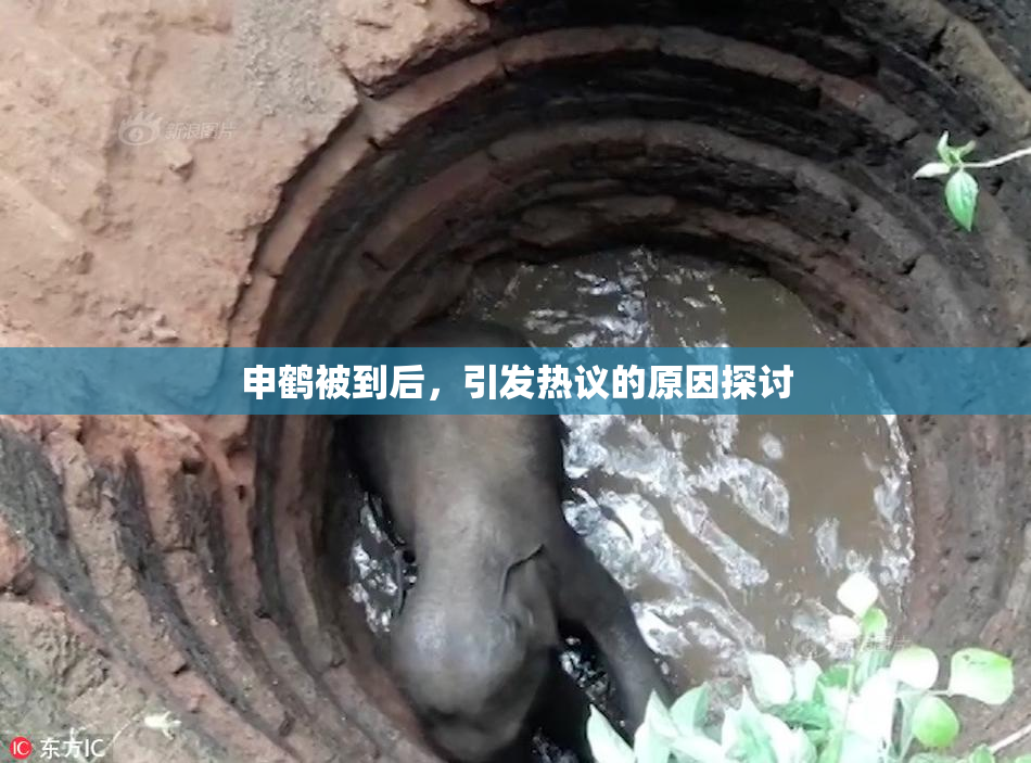 申鹤被到后，引发热议的原因探讨