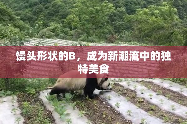 馒头形状的B，成为新潮流中的独特美食