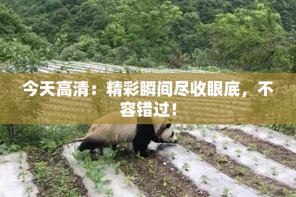 今天高清：精彩瞬间尽收眼底，不容错过！
