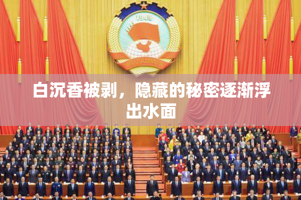 白沉香被剥，隐藏的秘密逐渐浮出水面