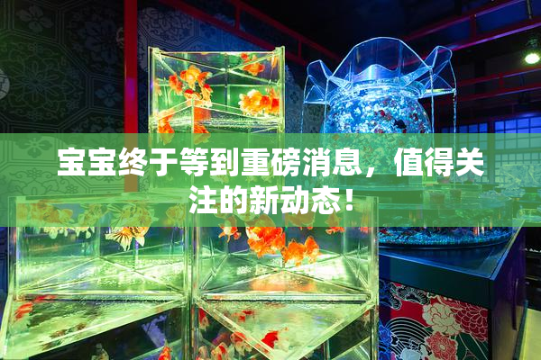 宝宝终于等到重磅消息，值得关注的新动态！