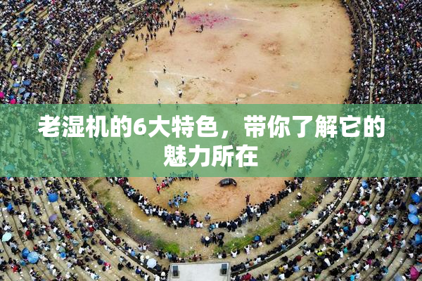 老湿机的6大特色，带你了解它的魅力所在