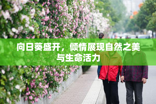 向日葵盛开，倾情展现自然之美与生命活力