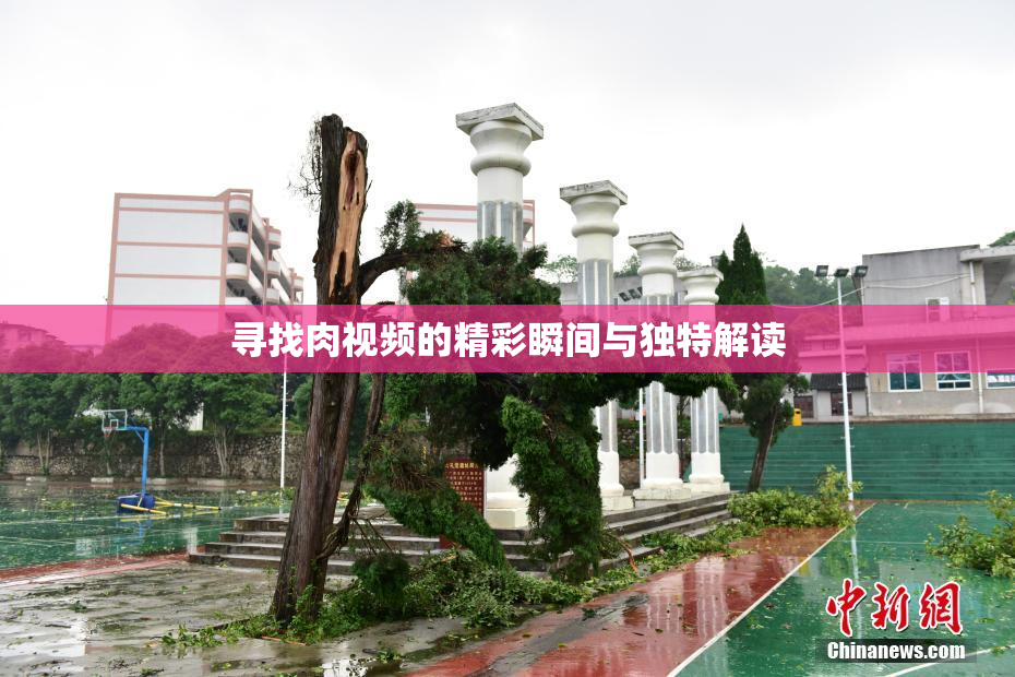 寻找肉视频的精彩瞬间与独特解读