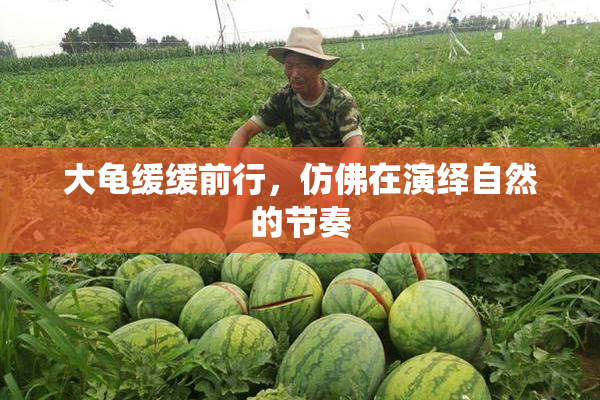 大龟缓缓前行，仿佛在演绎自然的节奏
