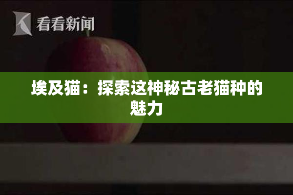 埃及猫：探索这神秘古老猫种的魅力