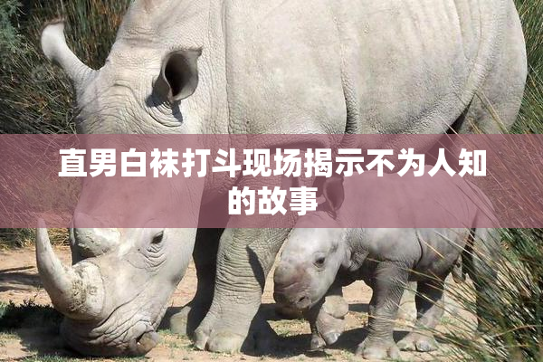 直男白袜打斗现场揭示不为人知的故事