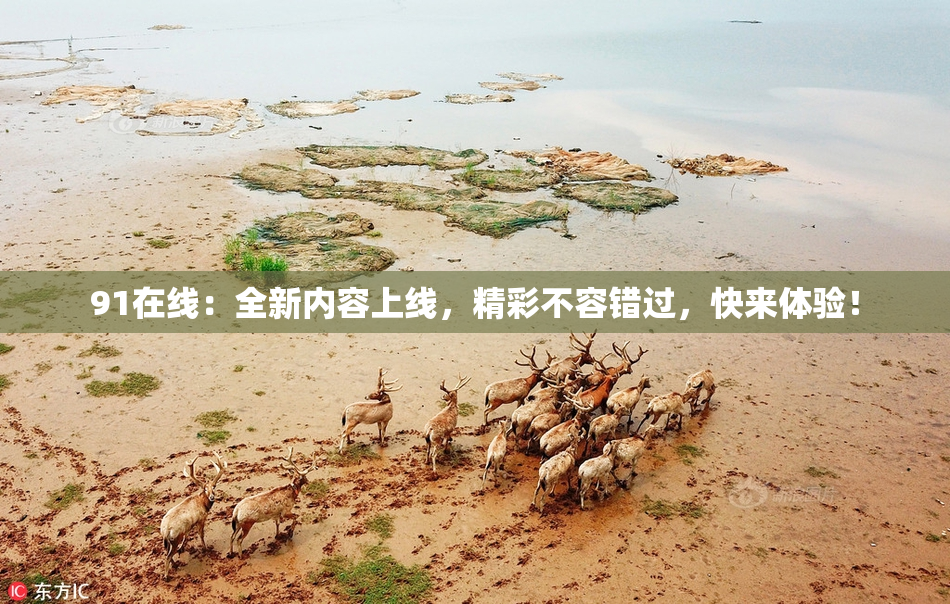 91在线：全新内容上线，精彩不容错过，快来体验！