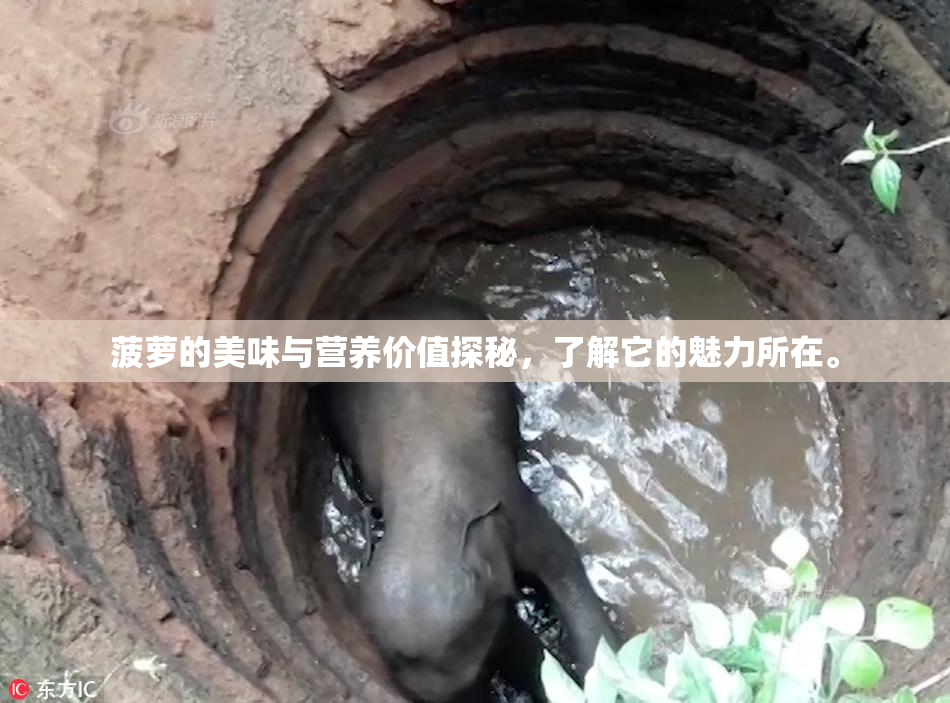 菠萝的美味与营养价值探秘，了解它的魅力所在。