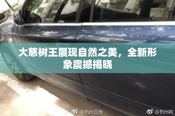 大慈树王展现自然之美，全新形象震撼揭晓