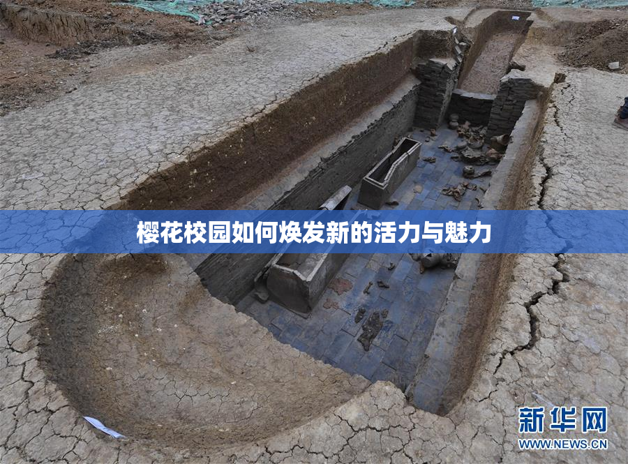樱花校园如何焕发新的活力与魅力
