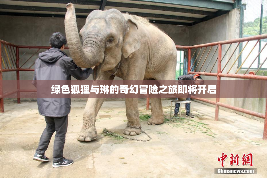 绿色狐狸与琳的奇幻冒险之旅即将开启