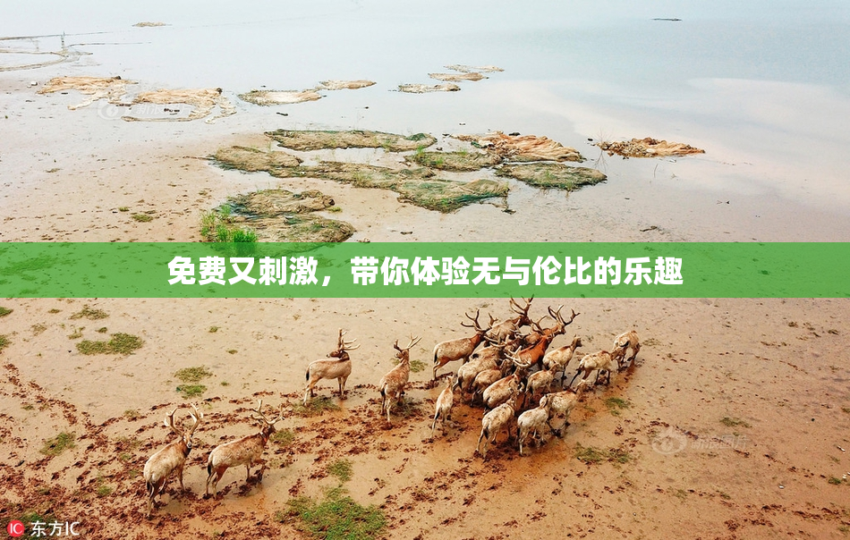 免费又刺激，带你体验无与伦比的乐趣