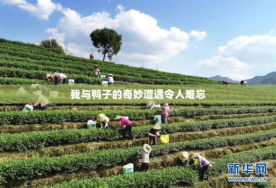 我与鸭子的奇妙遭遇令人难忘