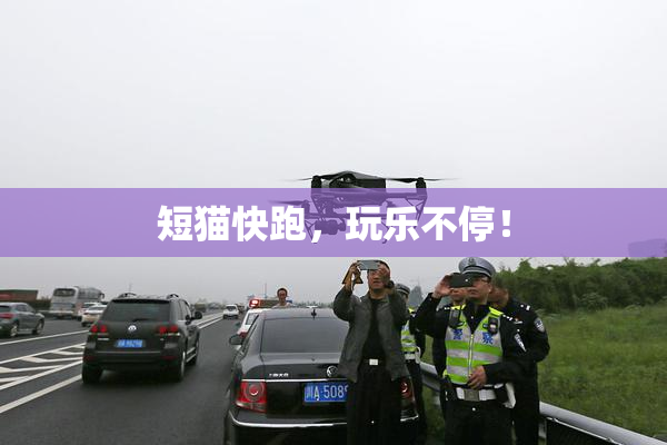 短猫快跑，玩乐不停！