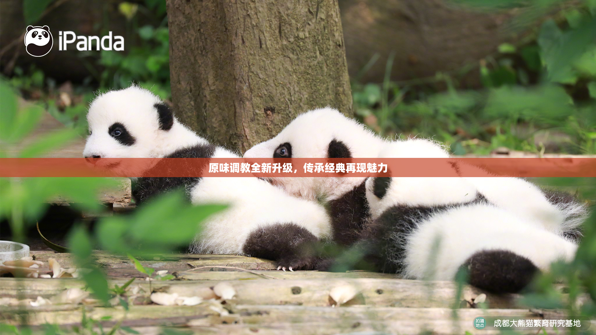 原味调教全新升级，传承经典再现魅力