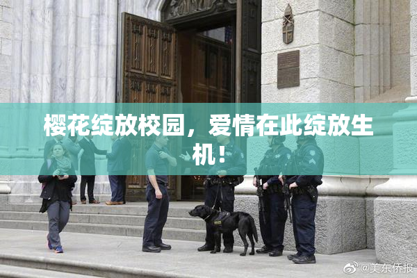 樱花绽放校园，爱情在此绽放生机！