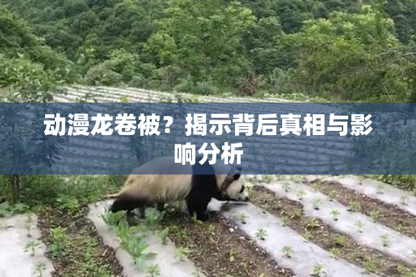 动漫龙卷被？揭示背后真相与影响分析