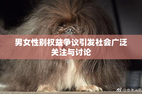 男女性别权益争议引发社会广泛关注与讨论