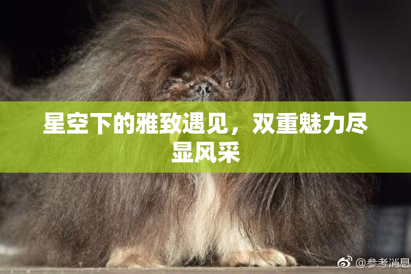 星空下的雅致遇见，双重魅力尽显风采