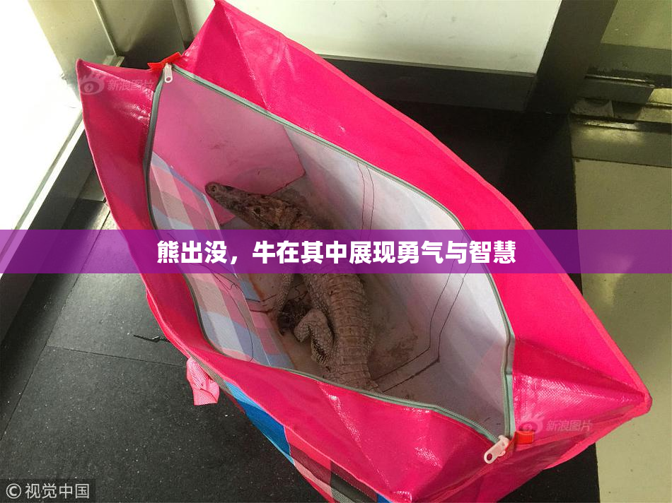 熊出没，牛在其中展现勇气与智慧