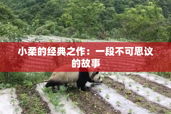 小柔的经典之作：一段不可思议的故事