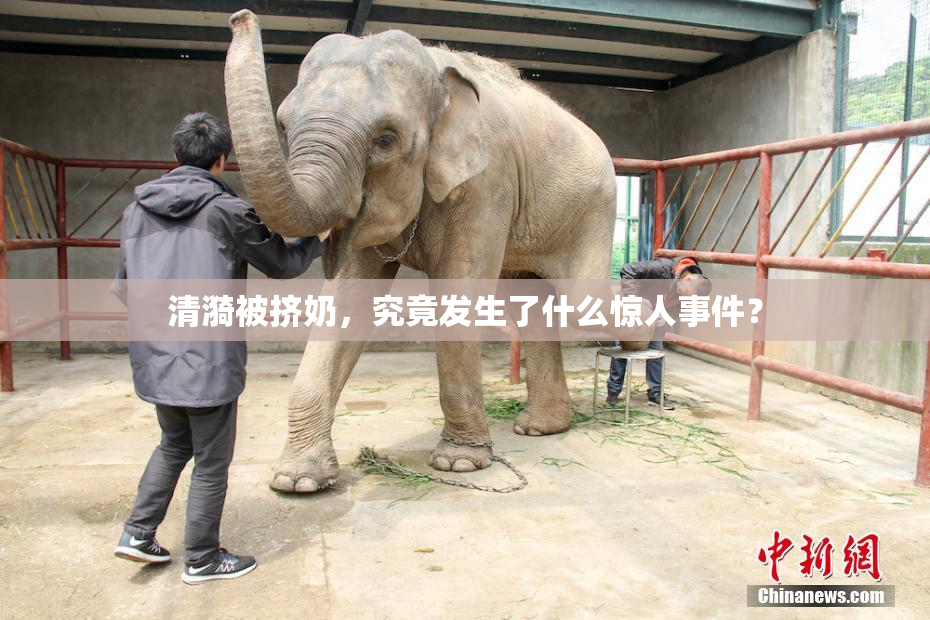 清漪被挤奶，究竟发生了什么惊人事件？