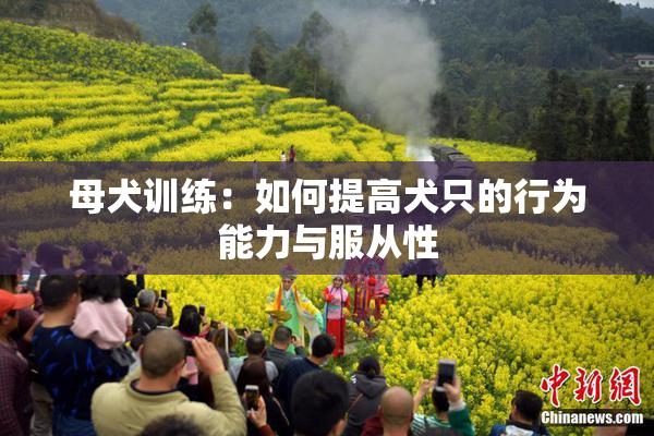 母犬训练：如何提高犬只的行为能力与服从性