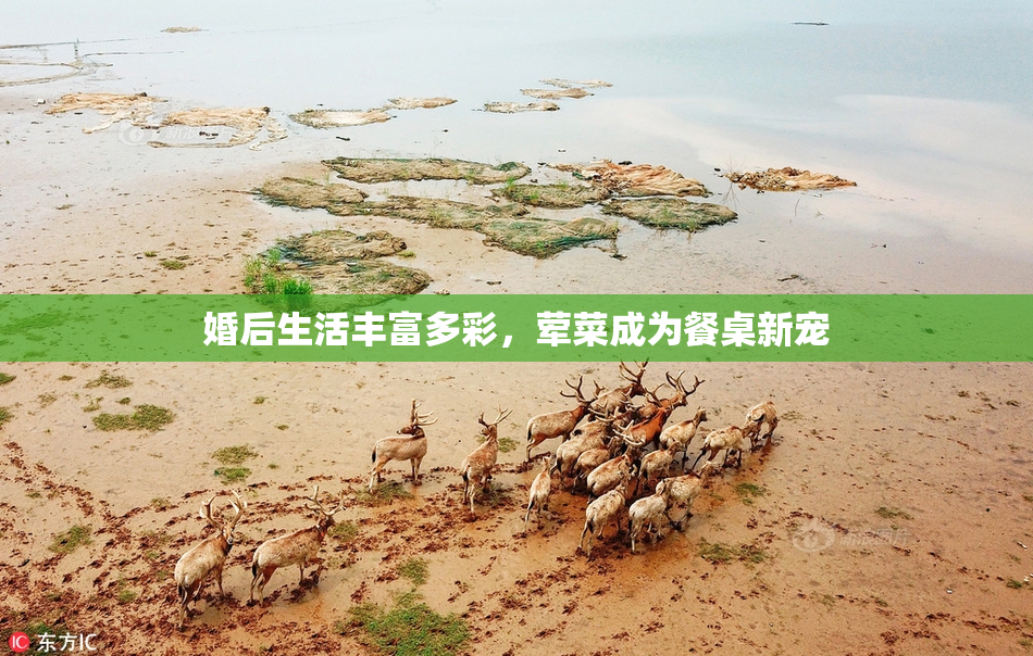 婚后生活丰富多彩，荤菜成为餐桌新宠