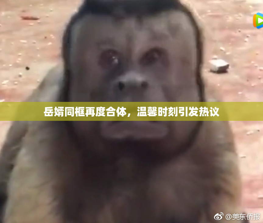 岳婿同框再度合体，温馨时刻引发热议